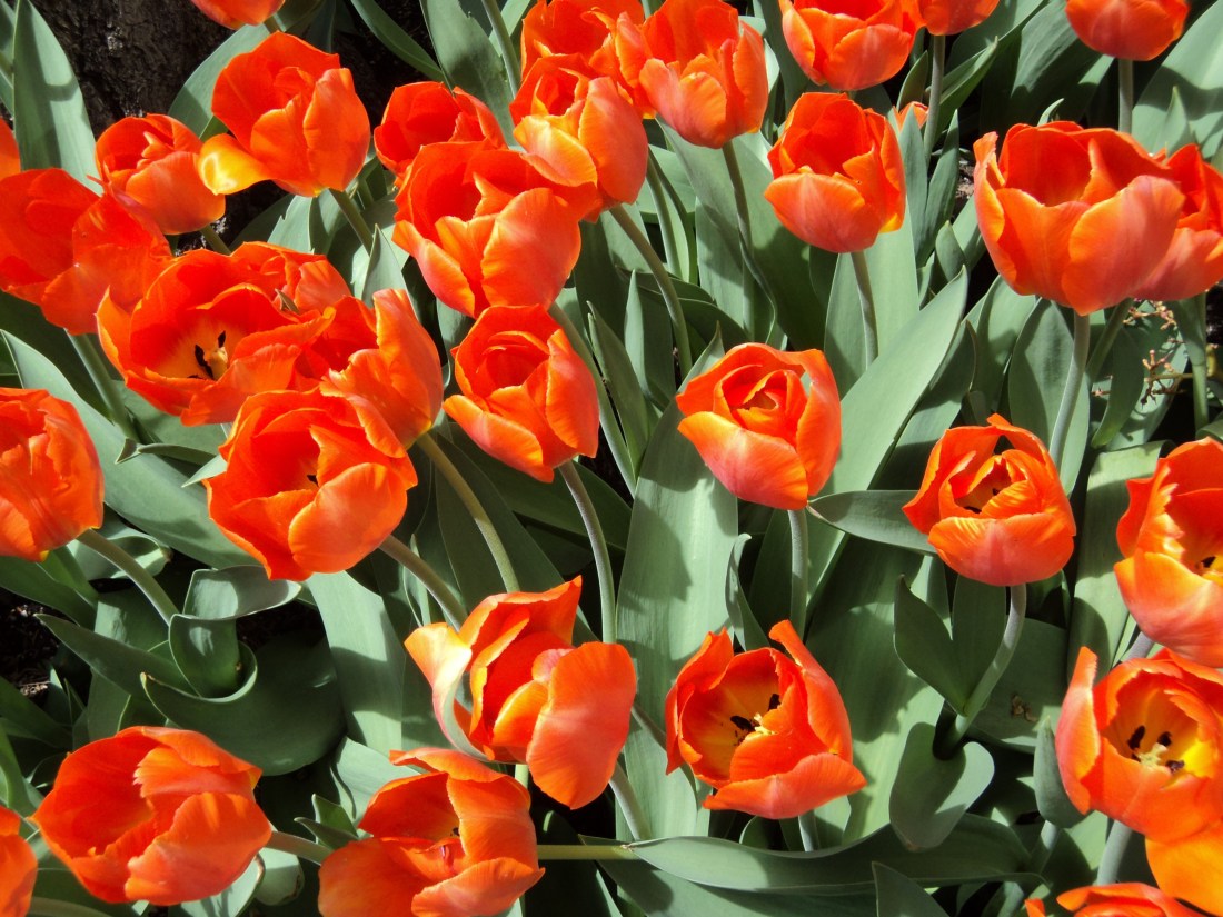 Tulips 2 (1)